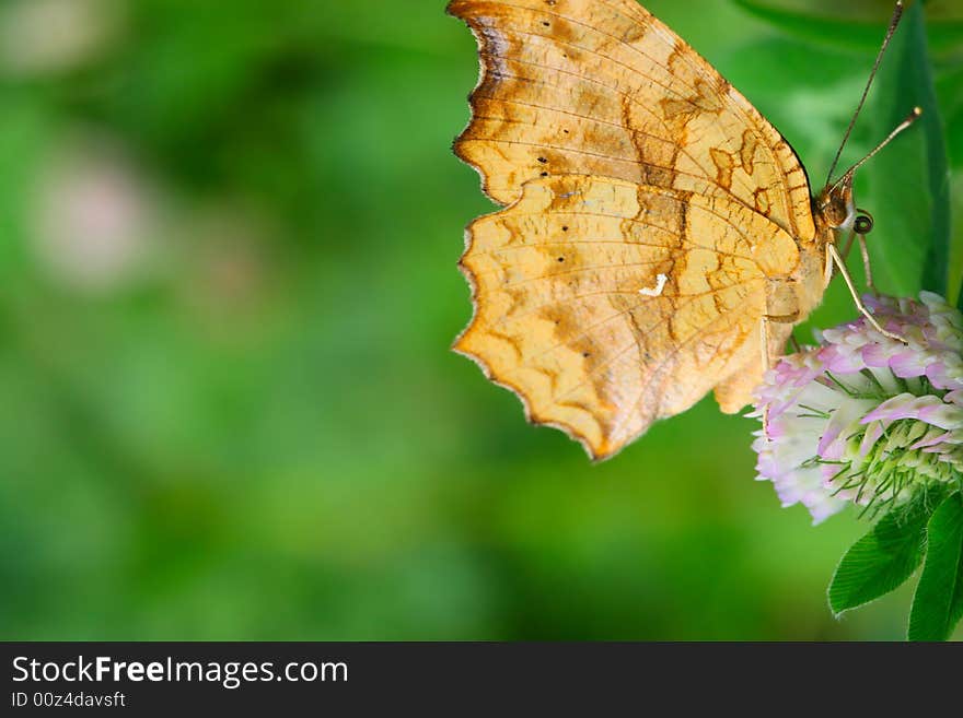 The butterfly fall a plant .
shoot it in a garden . The butterfly fall a plant .
shoot it in a garden .