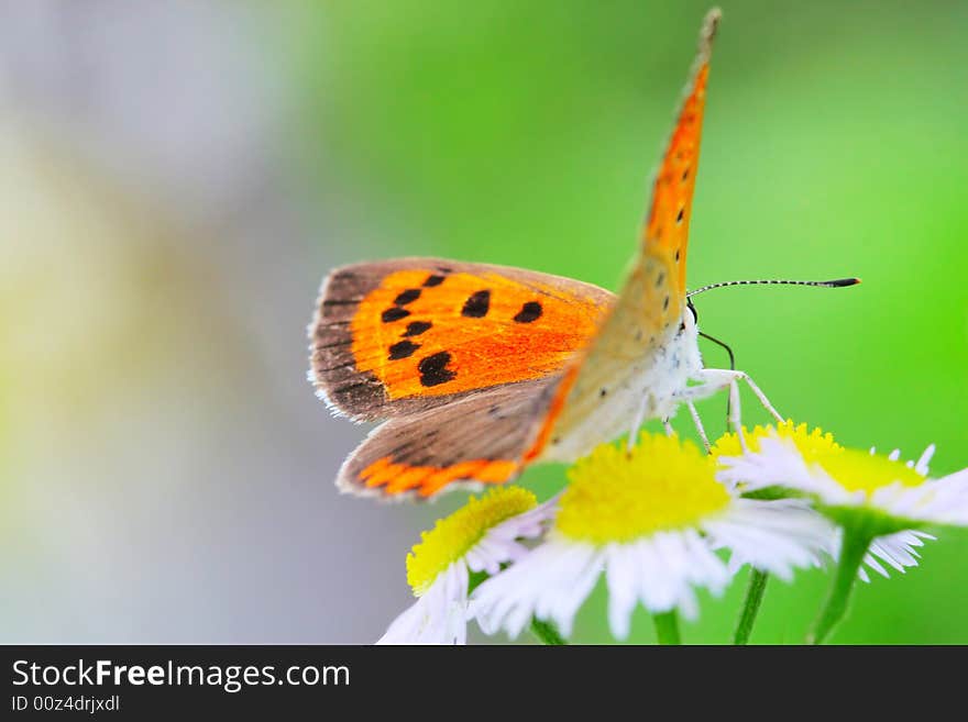 The butterfly fall a plant . shoot it in a garden . The butterfly fall a plant . shoot it in a garden .