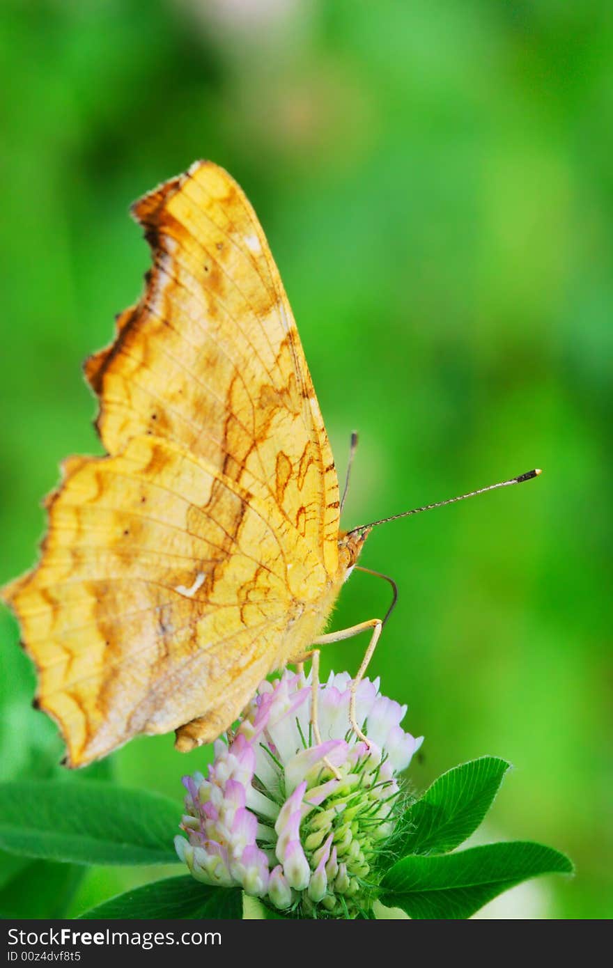 The butterfly fall a plant .
shoot it in a garden . The butterfly fall a plant .
shoot it in a garden .