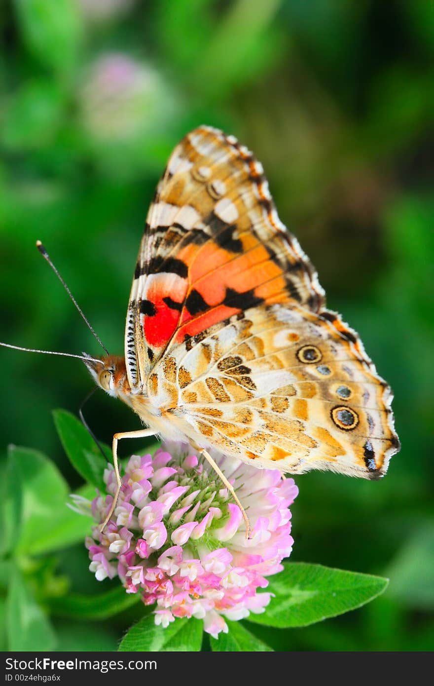 The butterfly fall a plant .
shoot it in a garden .