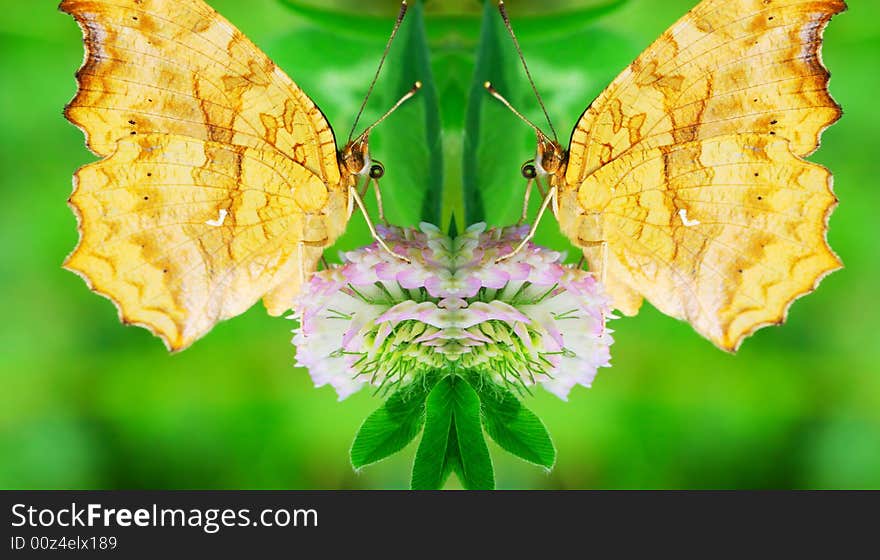 The butterfly fall a plant .
shoot it in a garden .