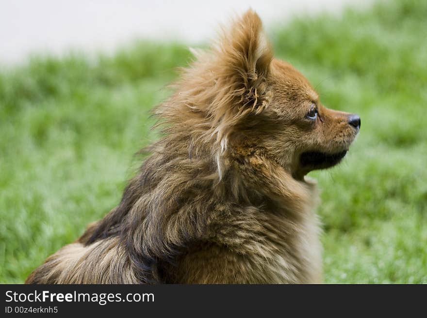 Portrait of gold attentive dog. cute..cute. Portrait of gold attentive dog. cute..cute