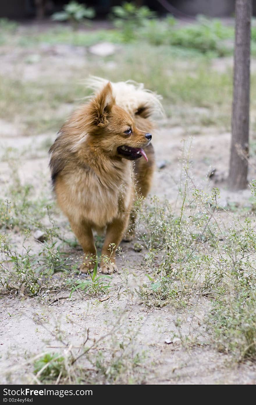 Portrait of gold attentive dog