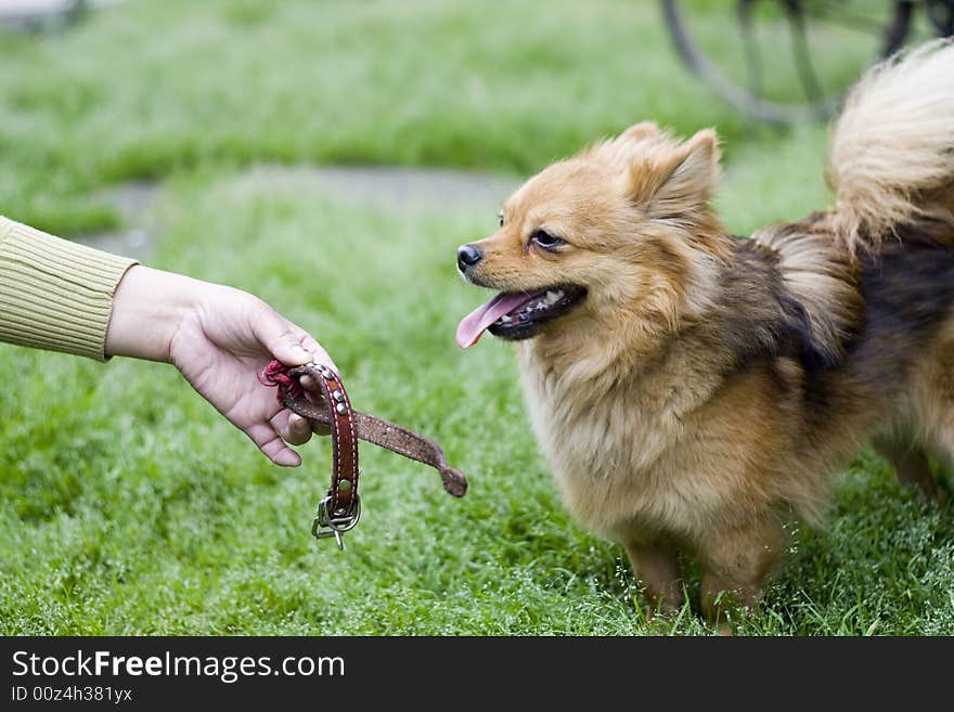 Portrait of gold attentive dog. Portrait of gold attentive dog