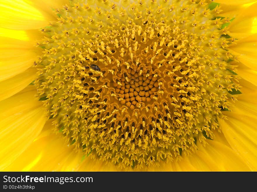 Sunflower