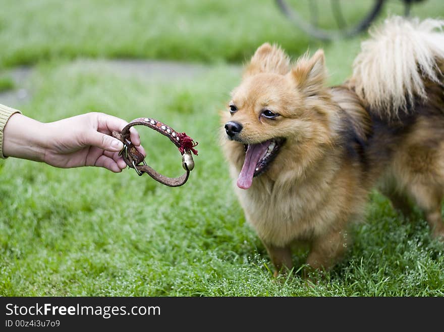 Portrait of gold attentive dog. Portrait of gold attentive dog