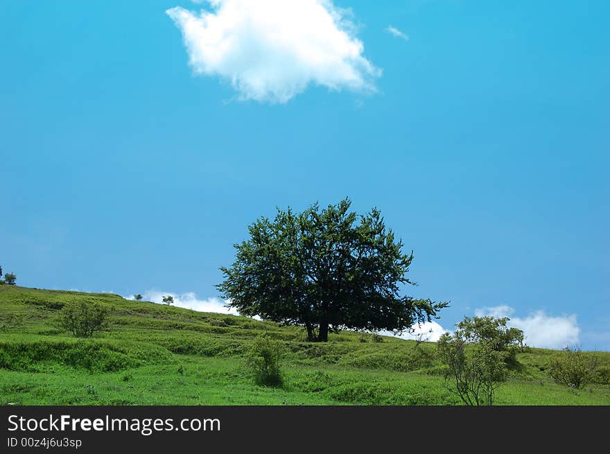 One tree in  front of the sky. One tree in  front of the sky