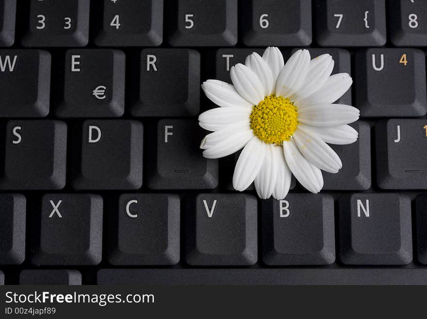 A white marguerite on a laptop computer keyboard. A white marguerite on a laptop computer keyboard