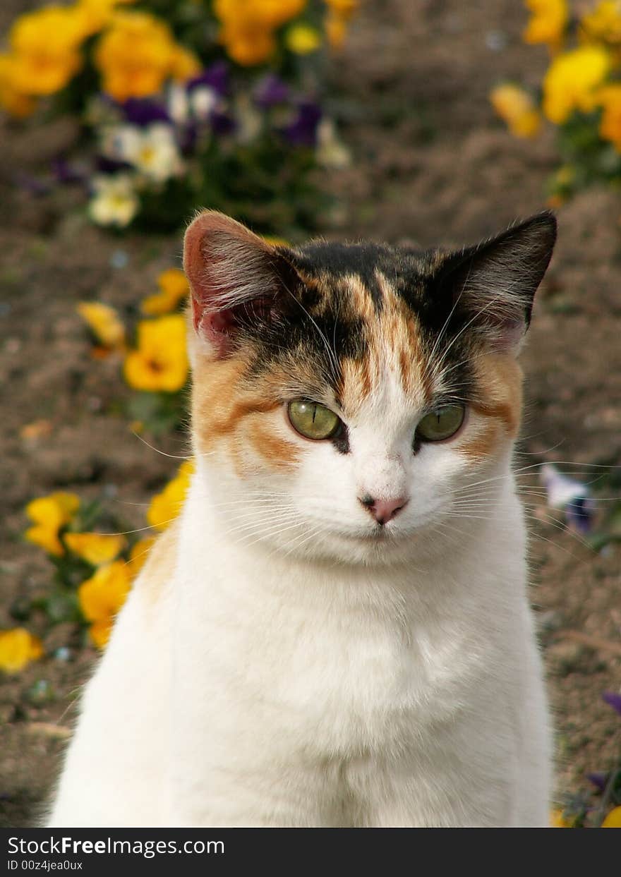 Green-eyed Cat