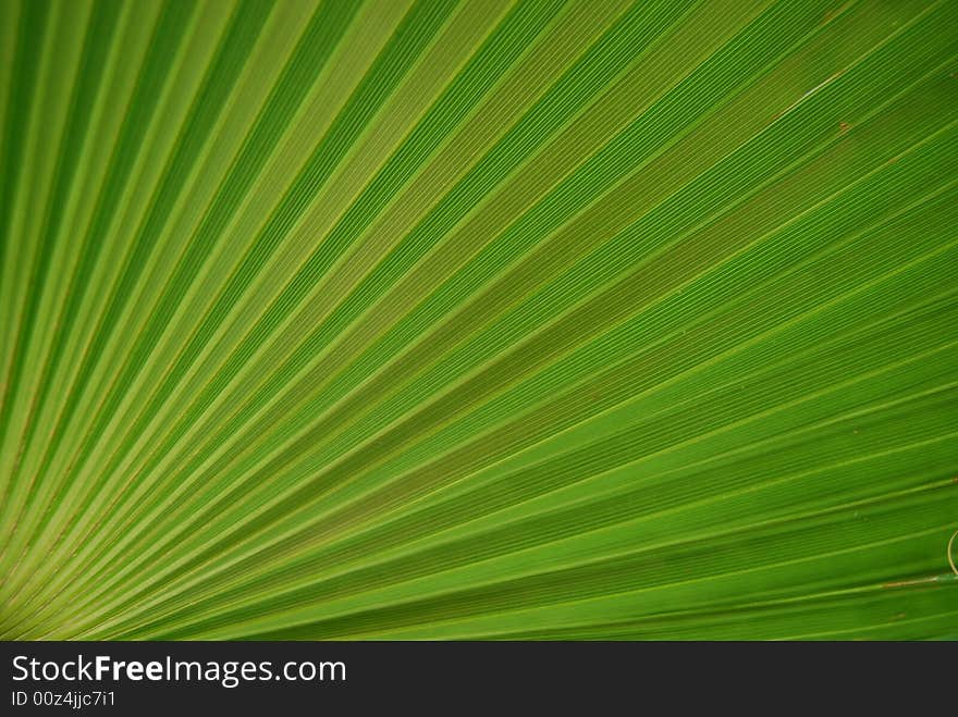 A beautiful tropical palm in Mexico. A beautiful tropical palm in Mexico