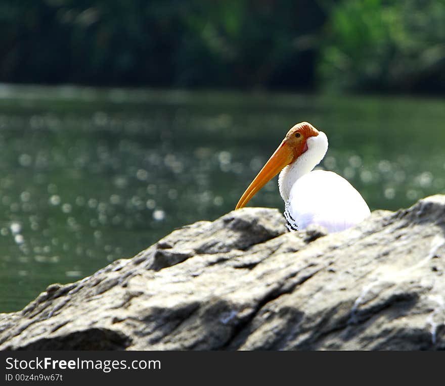 Painted Stork are strolling around for food.