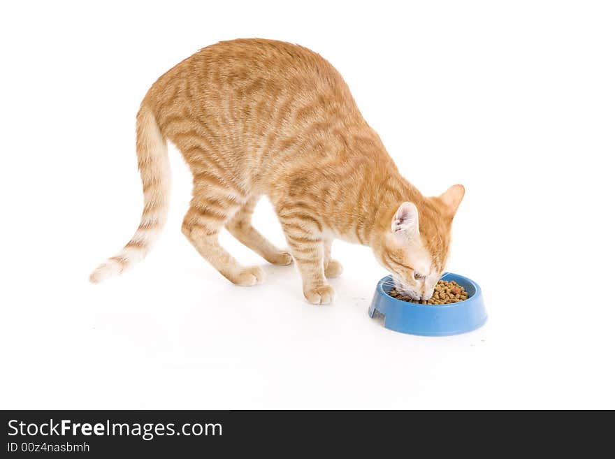 Red cat a eating forage isolated on a white