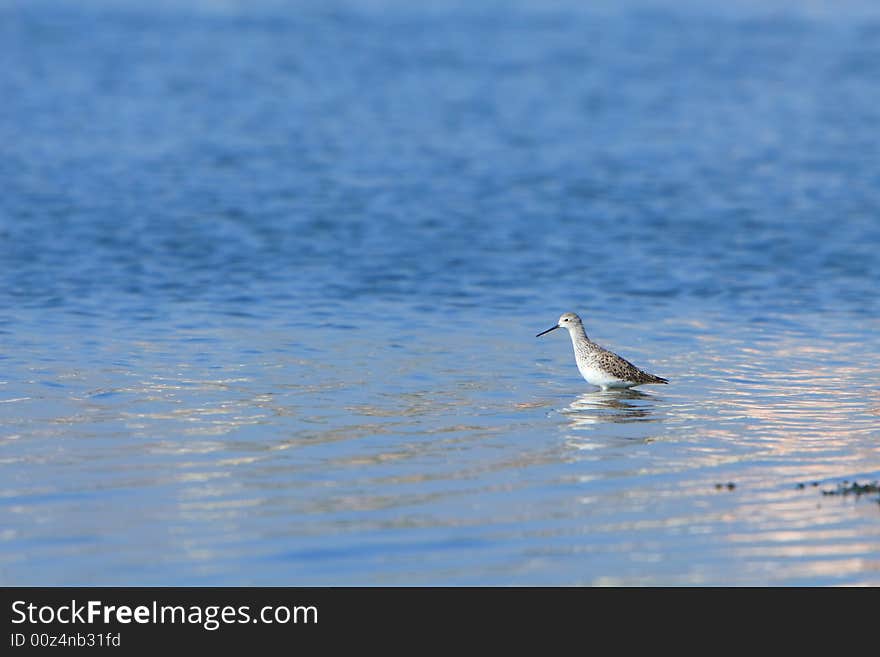 Sandpiper