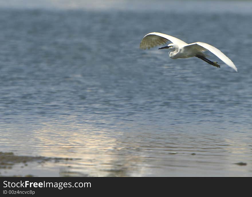 Egret flying