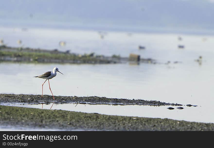 Sandpiper