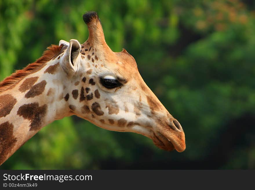 Giraffe in the savanna, long neck and curious face