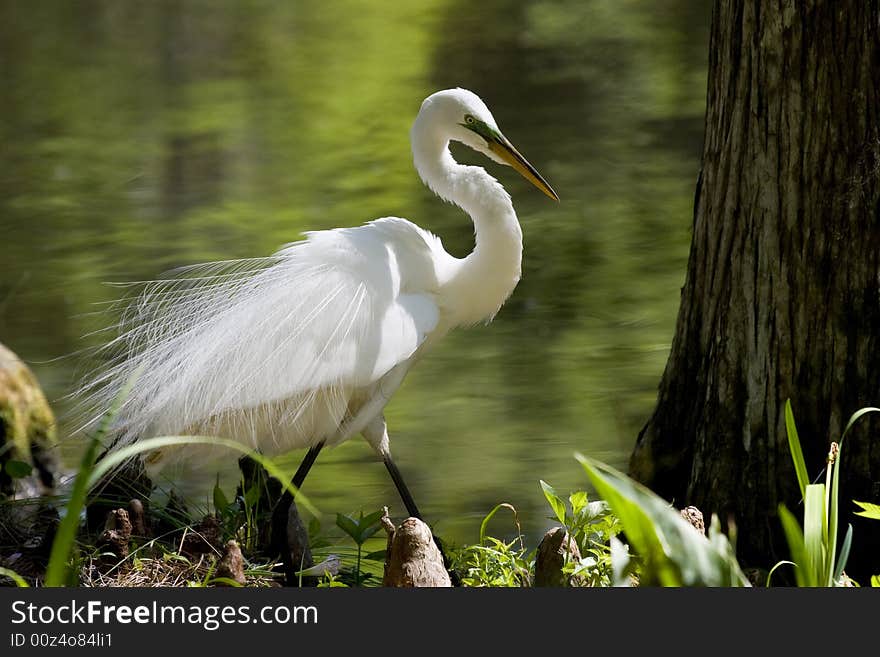 Snowy Egret