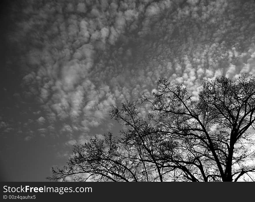 Clouds and the tree