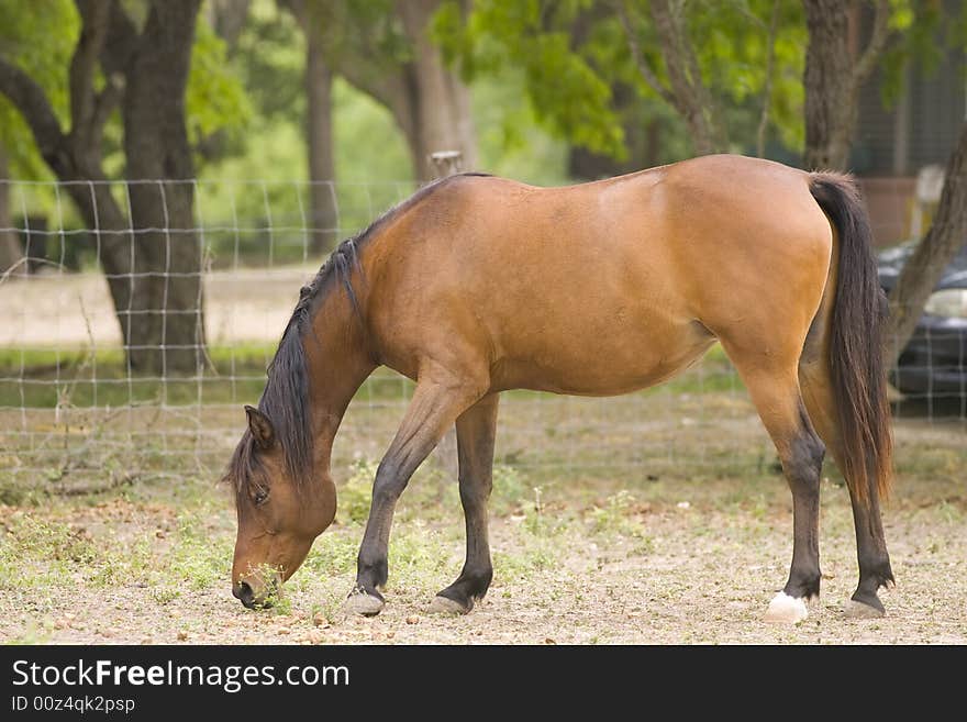 A horse feeds in a corral