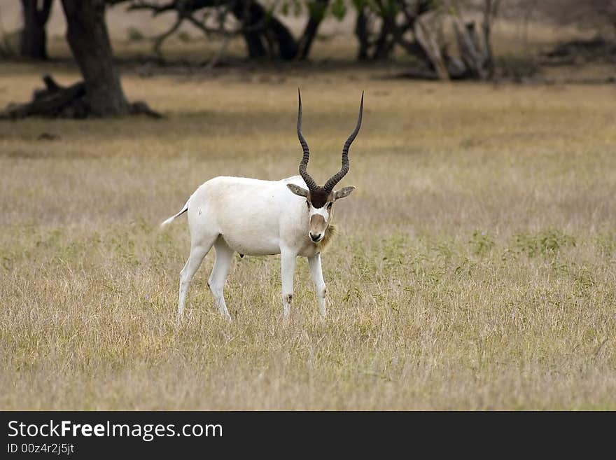 An Antelope grazes in a field as he watches me