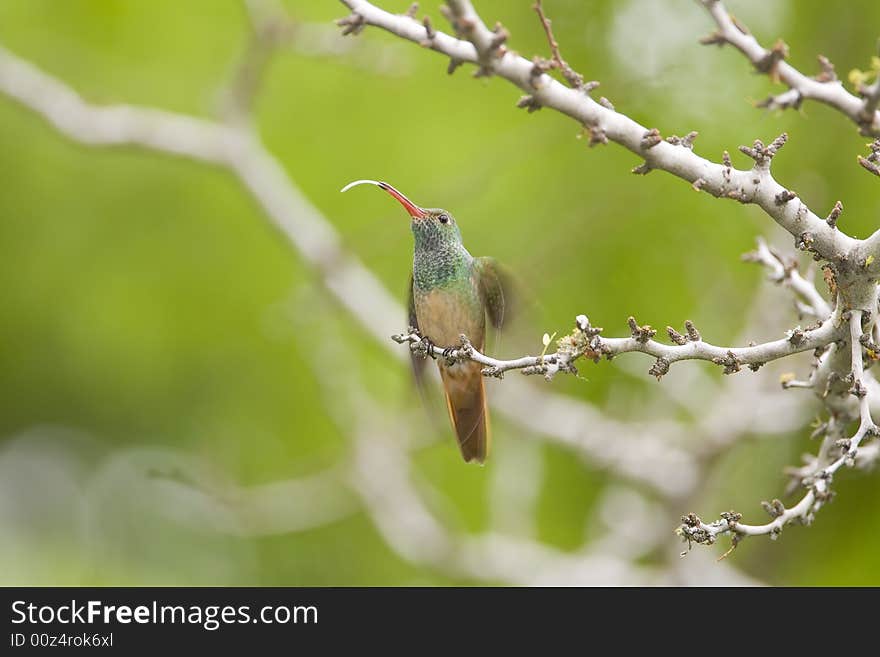 Buff-bellied Hummingbird Perched