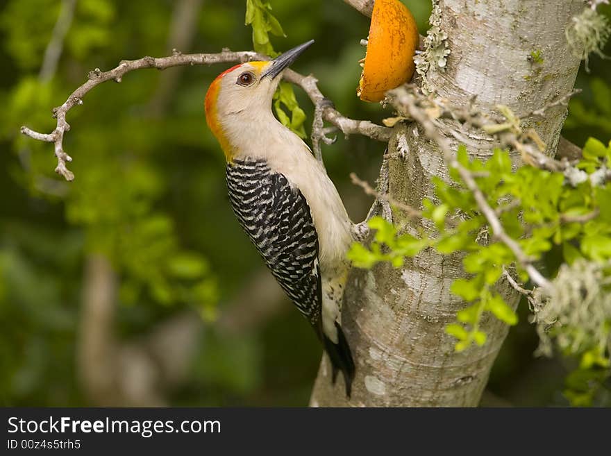 Golden-fronted Woodpecker perched