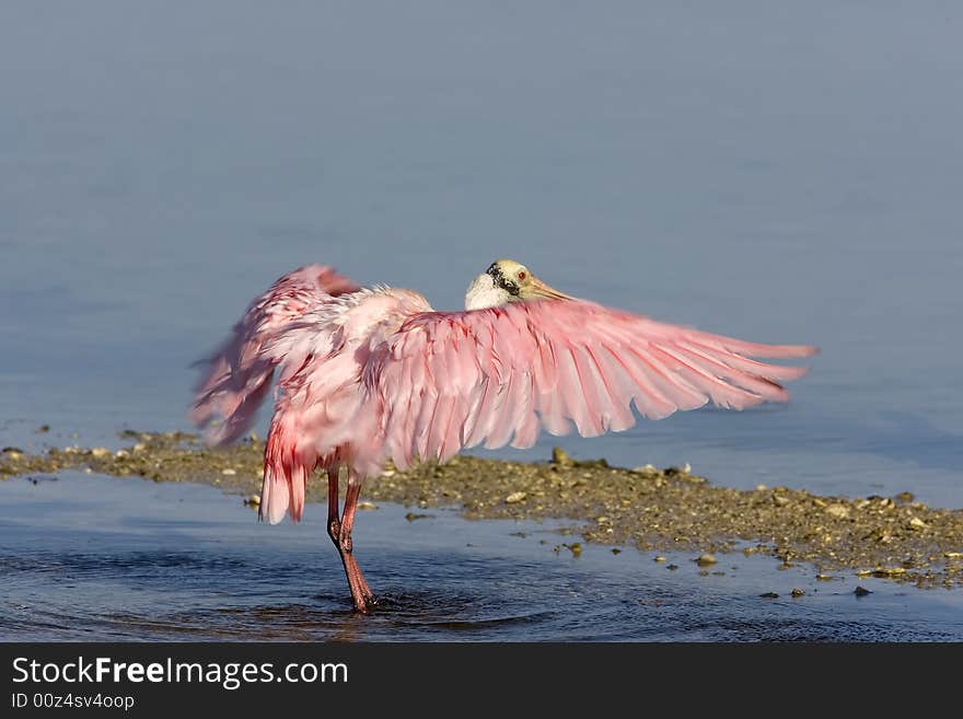 Roseate Spoonbill flapping his wings