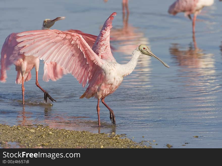 Roseate Spoonbills preening