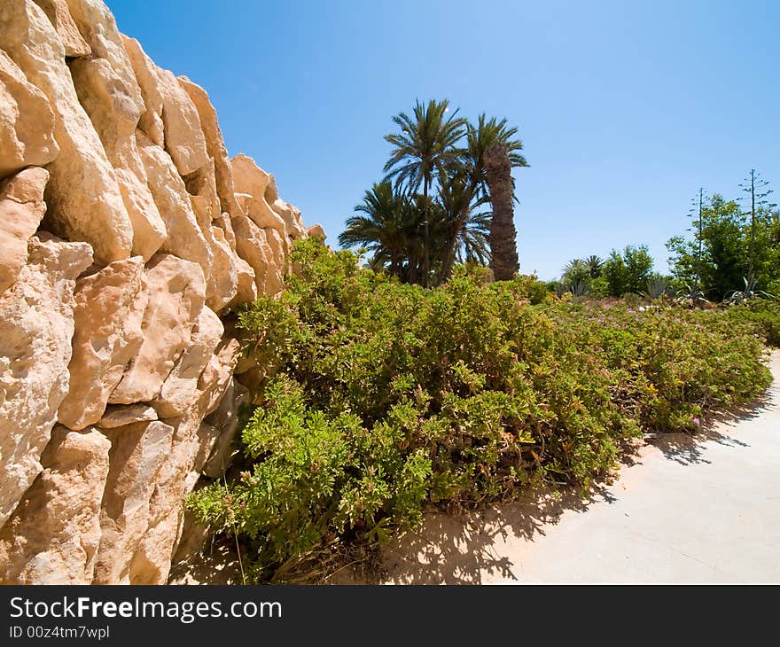 Plants in Oasis on the desert. Plants in Oasis on the desert