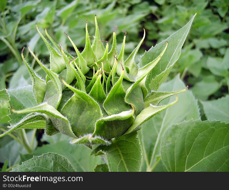 Closed Sunflower