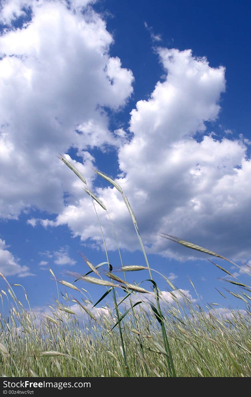 Wheat Field With Blue Sky