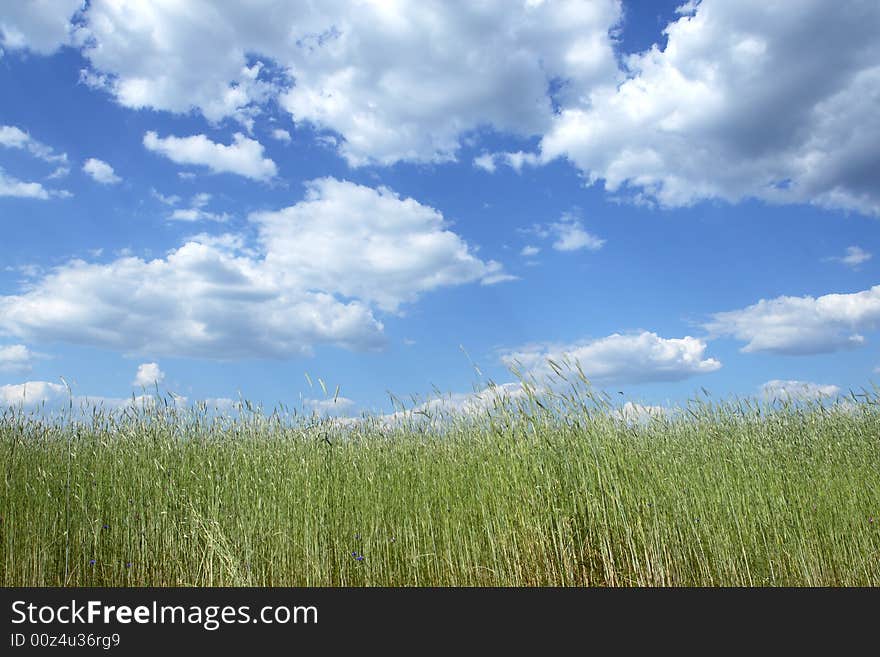 Wheat field with blue sky