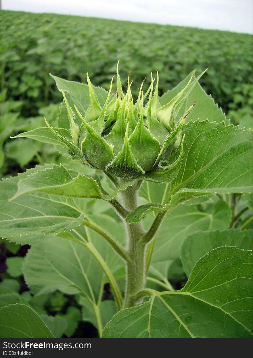 Closed Sunflower