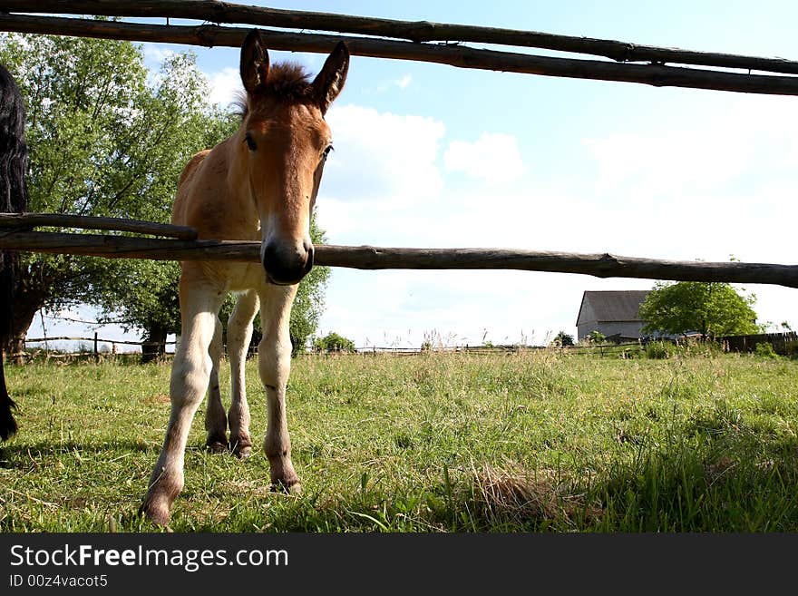 Young horse standing in a field