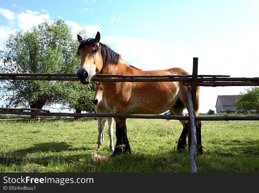 Big horse standing in a field