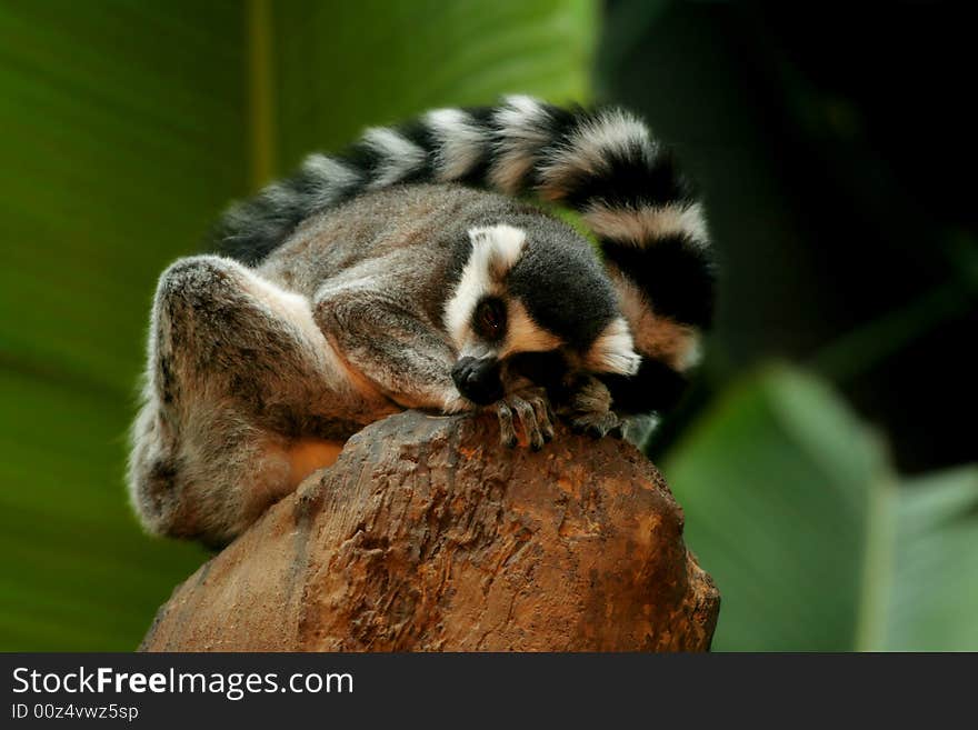 Ringtail lemur sleeping on rock