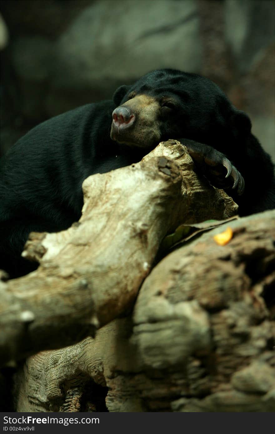 Sunbear sleeping on rock