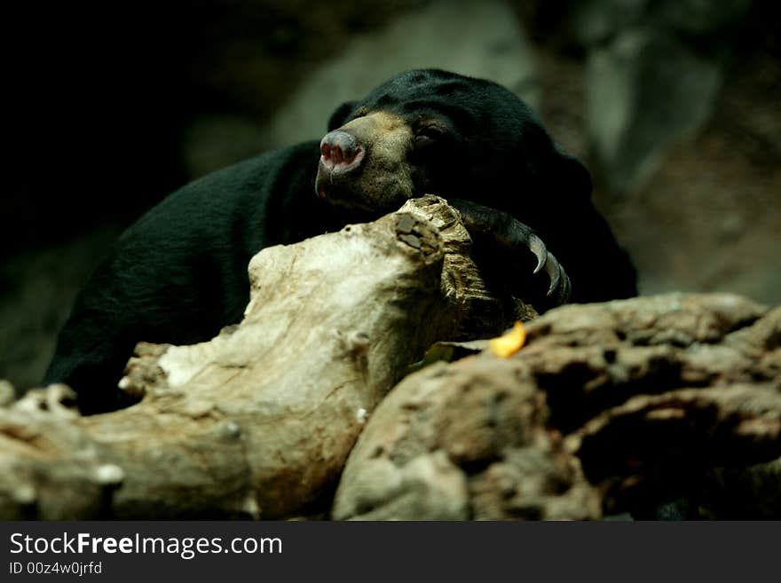 Sunbear sleeping on rock