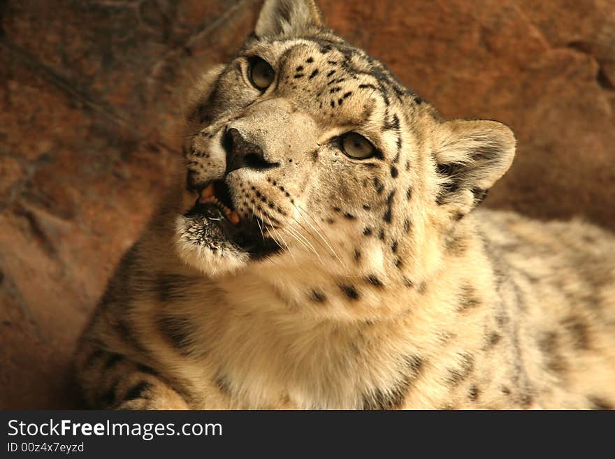 Snow Leopard