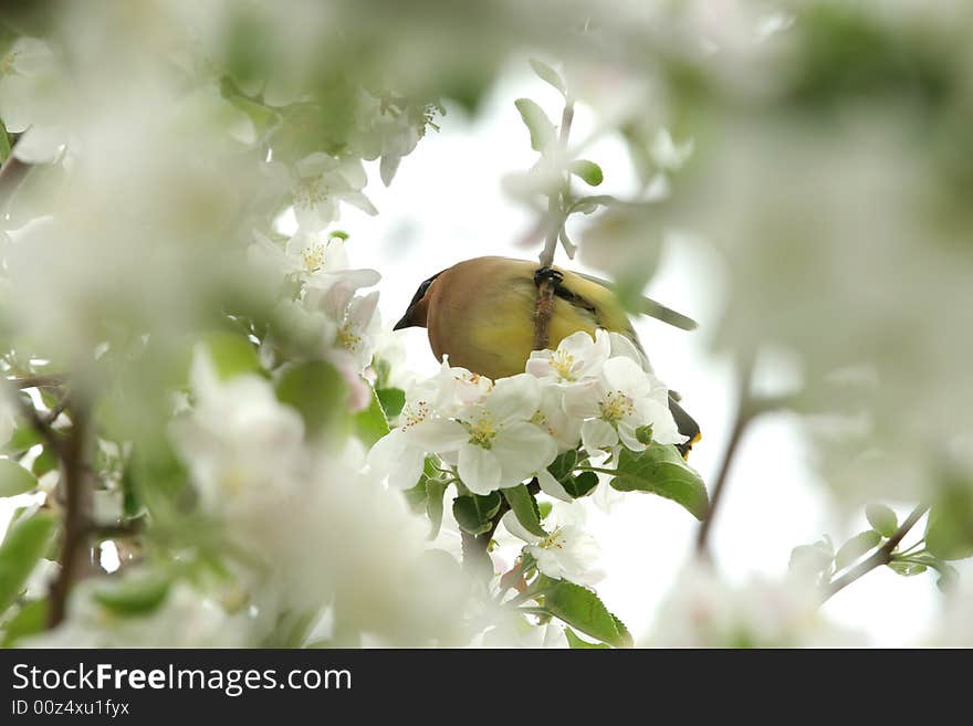 Yellow cedar waxwing sitting among blossoms in apple tree. Yellow cedar waxwing sitting among blossoms in apple tree