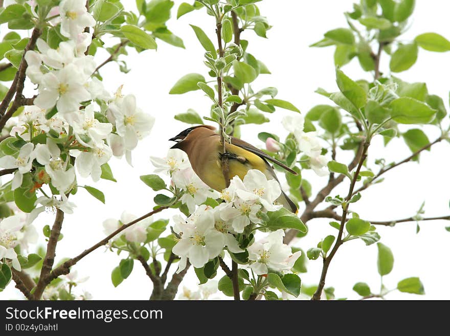 Yellow cedar waxwing in tree