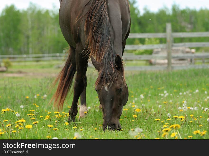 Brown horse grazing in fenced pasture. Brown horse grazing in fenced pasture