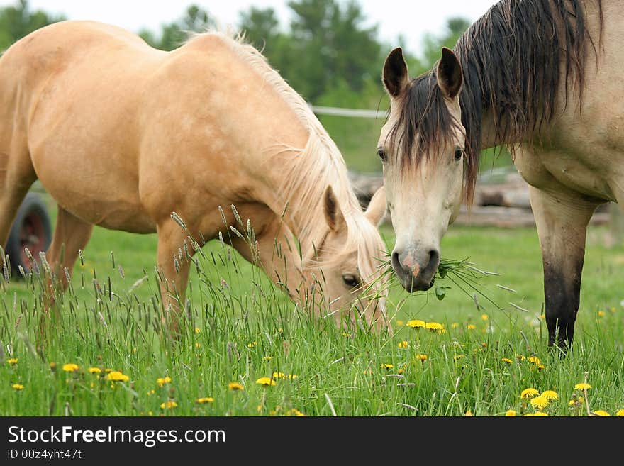 Two horses grazing on green grass