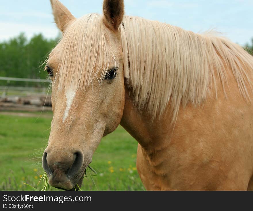 Horse enjoying the grass