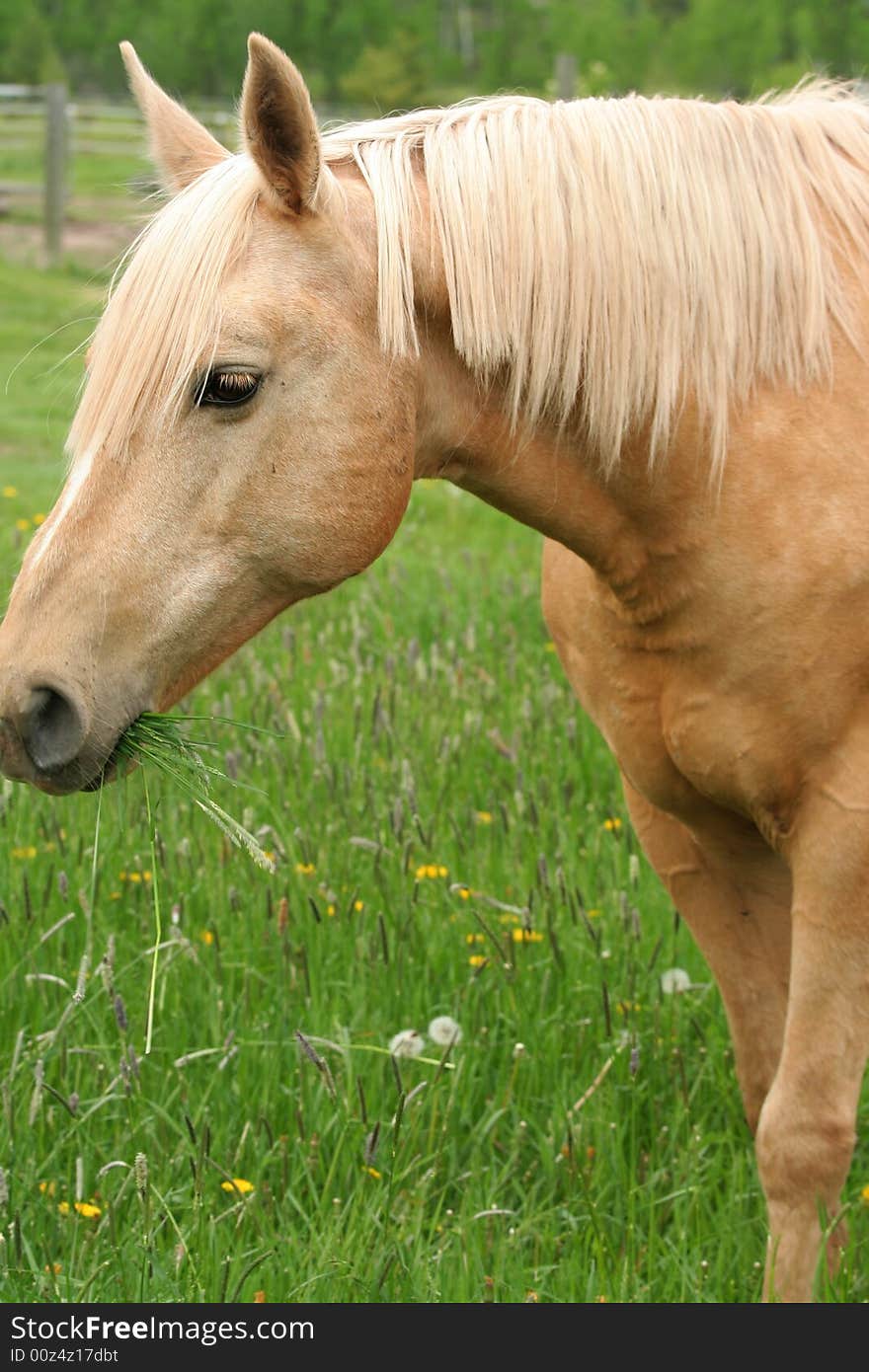 Horse enjoying the grass