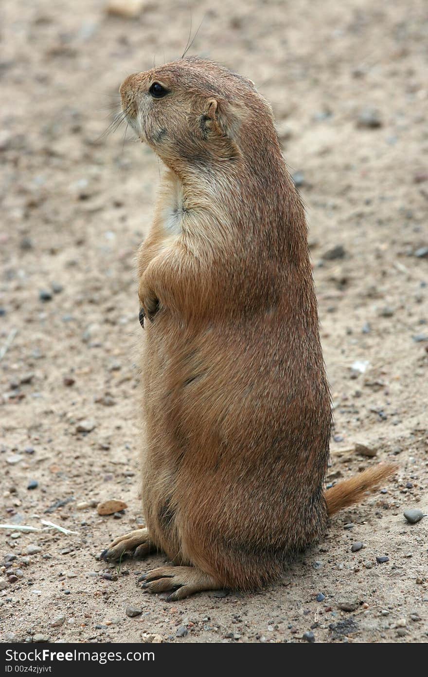 Cute prairie dog