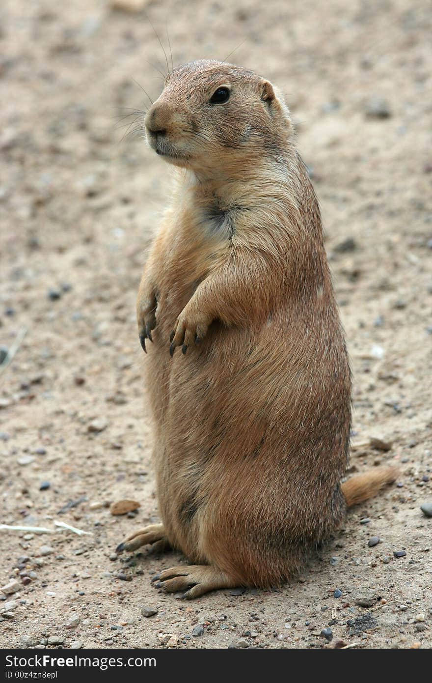 Cute prairie dog