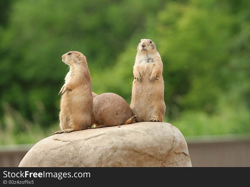 Prairie Dogs On Rock