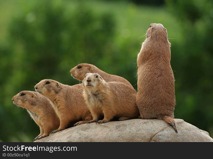 Prairie Dogs On Rock