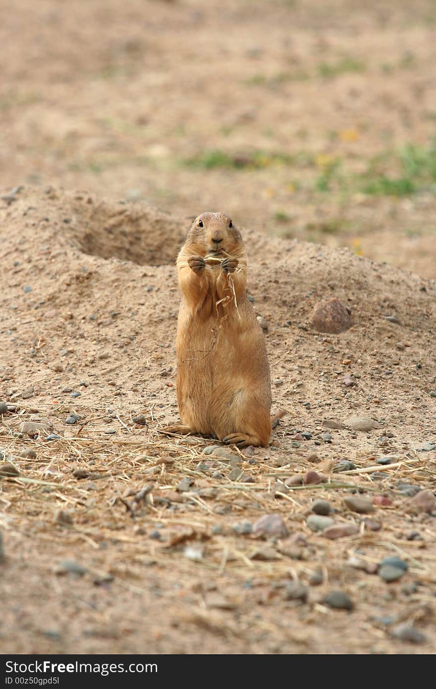 Prairie dog eating grass